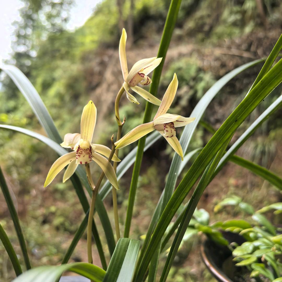 闲居散养的木木