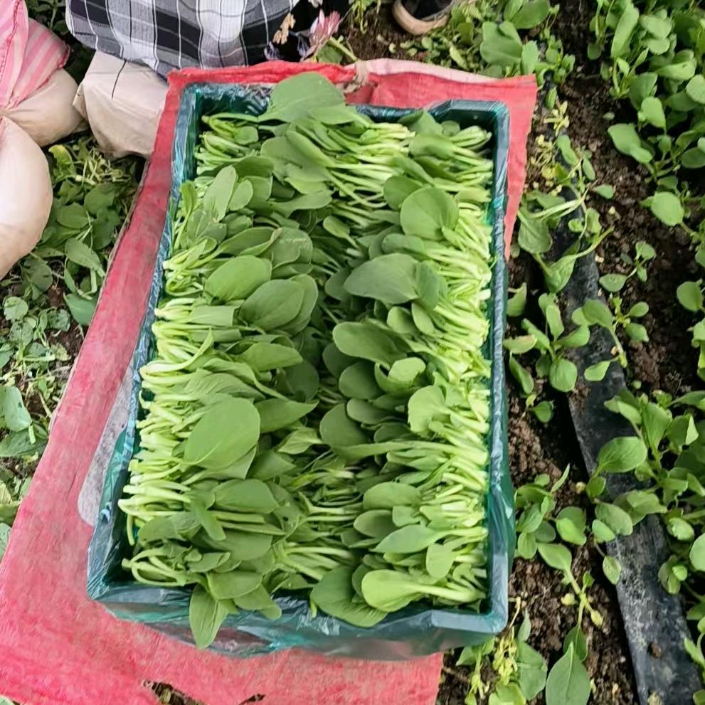 王顺新精品蔬菜批发