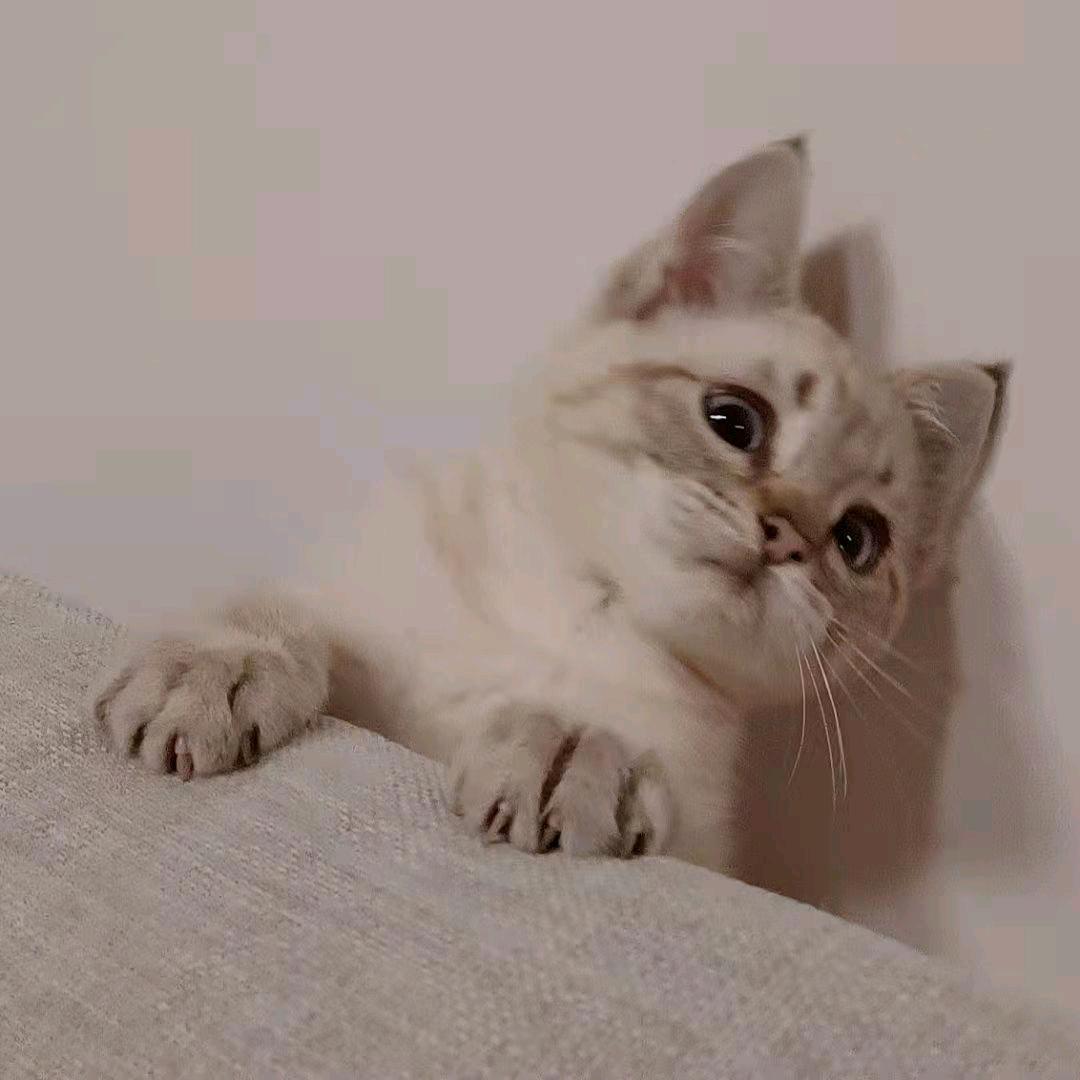 月亮不睡觉