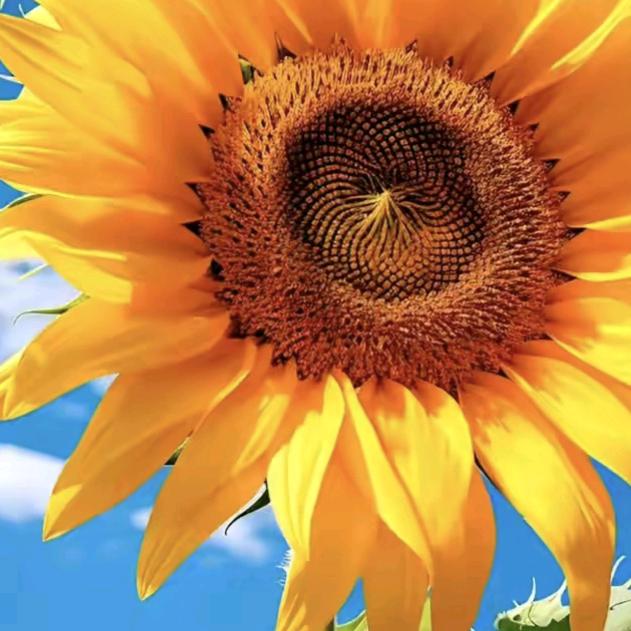 紫燕百味鸡团购劵