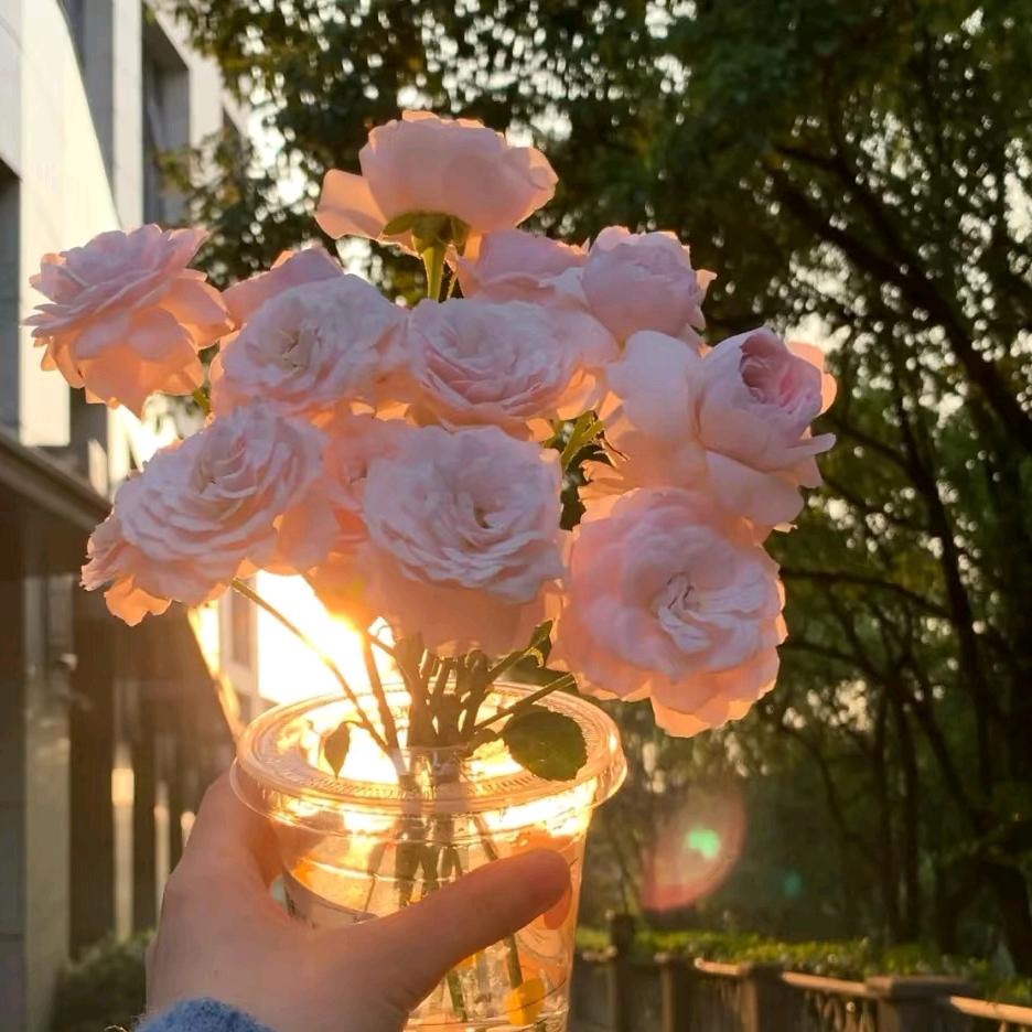 向日葵🌻