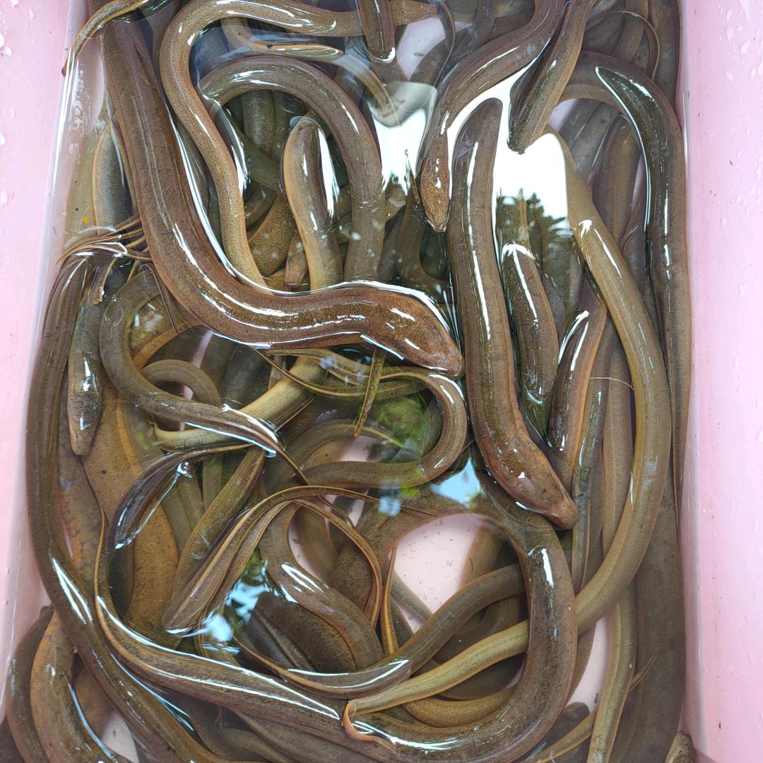 户外小麦