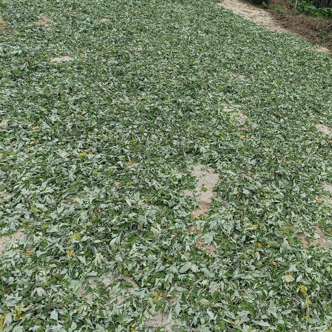 嘴角上扬♚孔♚