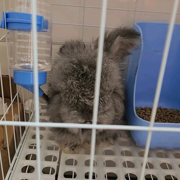 元宝的潦草生活