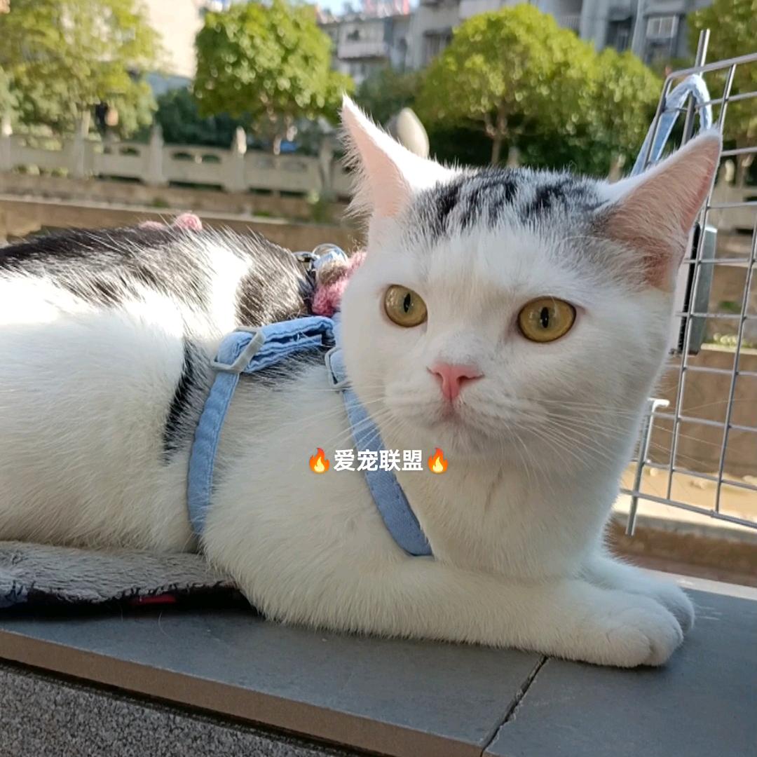 🔥宠物用品直销一W2