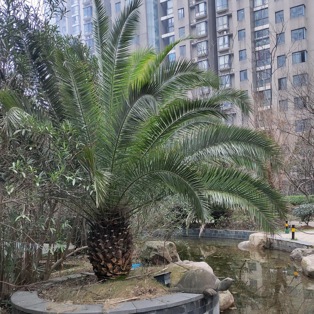 龙跃云津