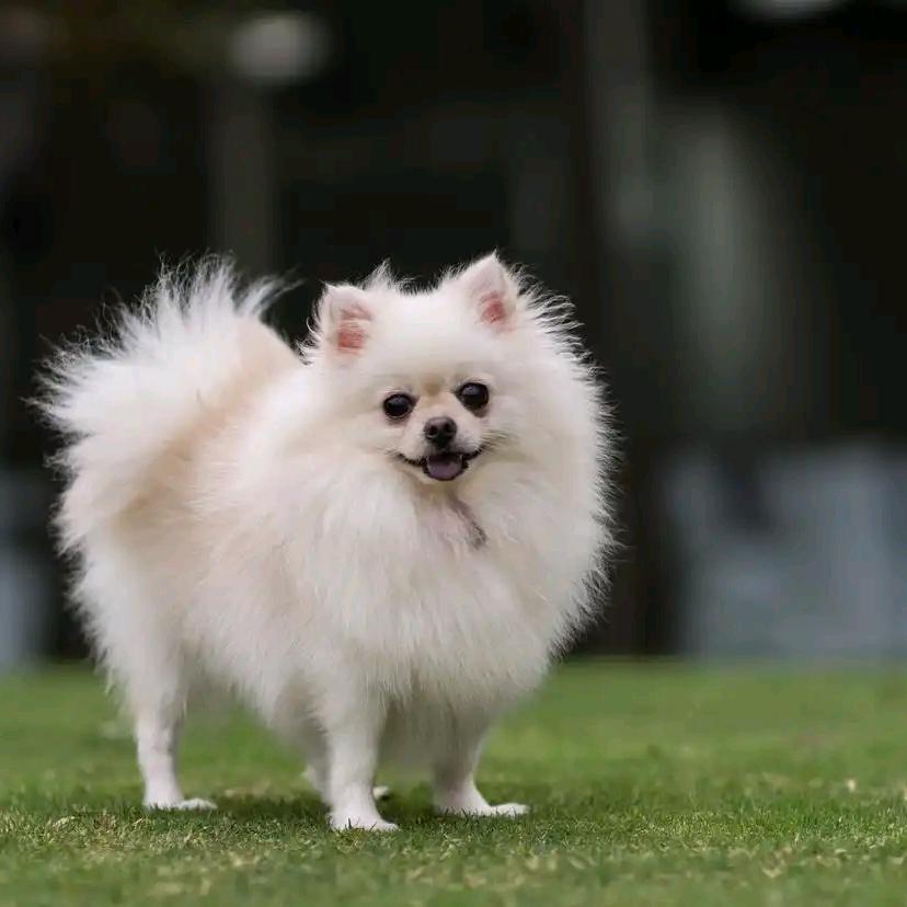 小可爱❤️宠物围栏+宠物用品