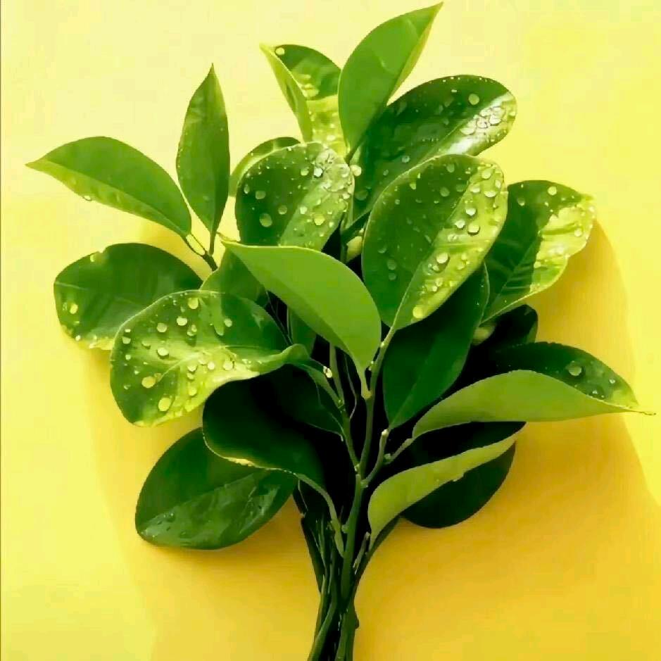 ζั͡✾范贵妃❦ ✎﹏