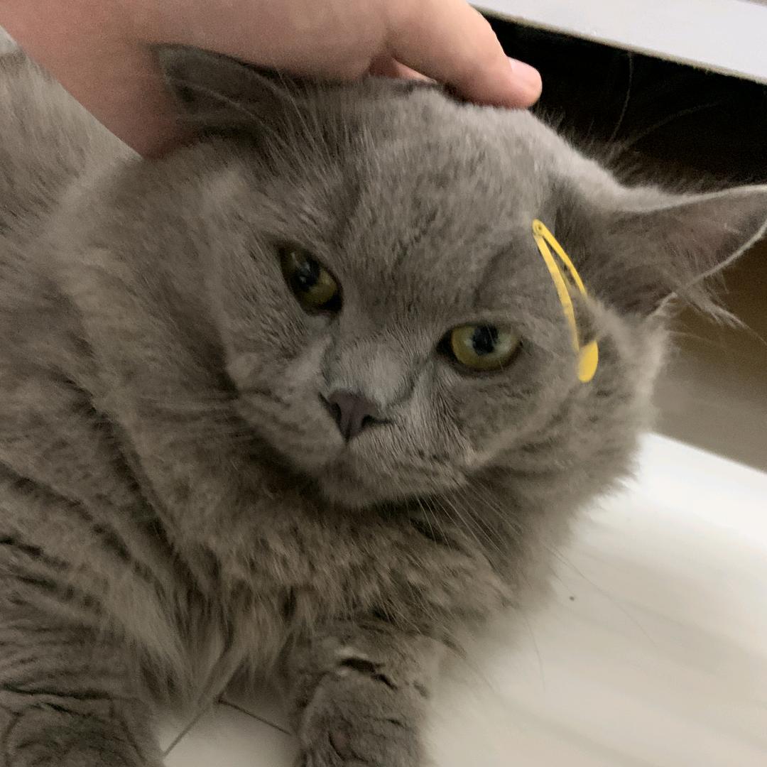 珠珠是只猫🐱