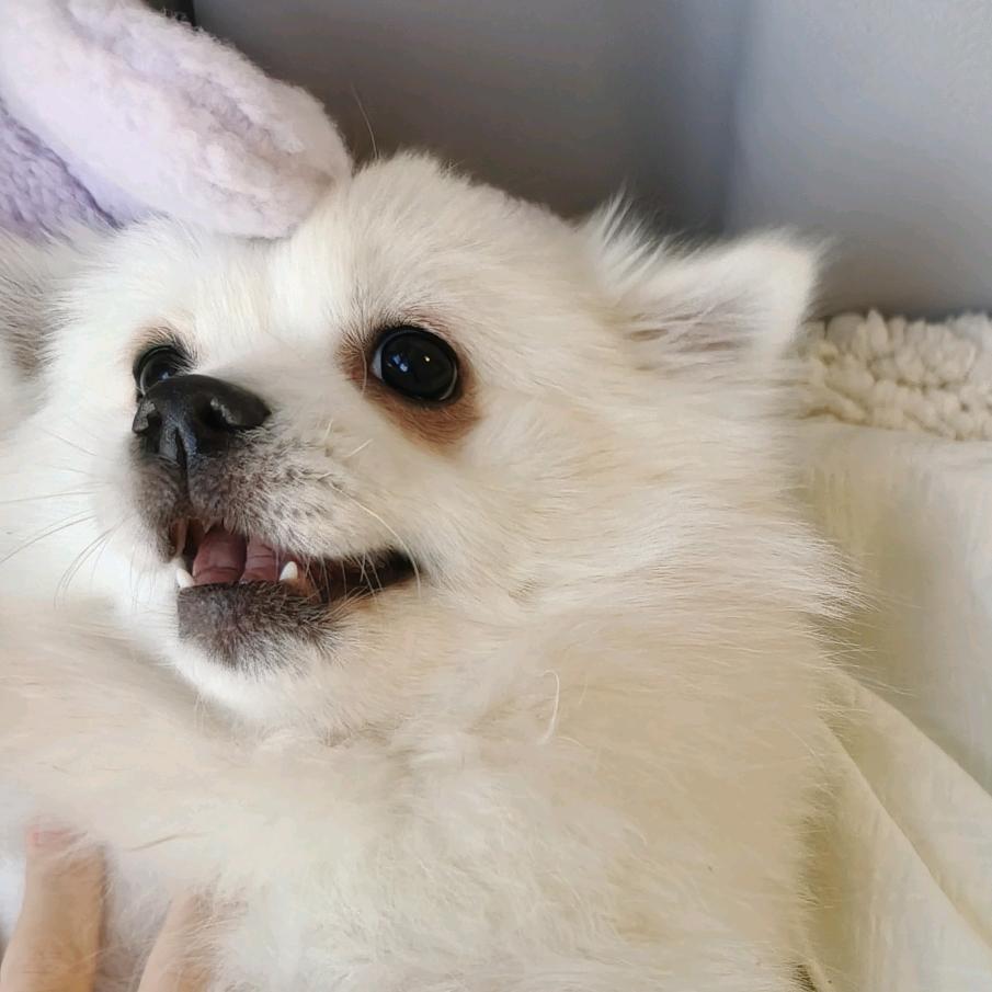 麻辣兔兔魔芋锅