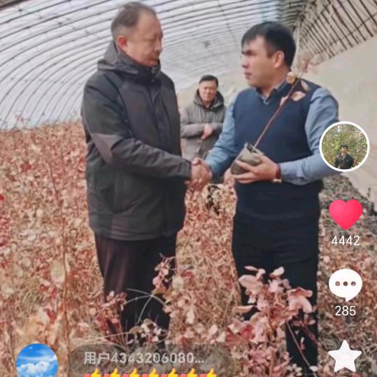 开心果pista