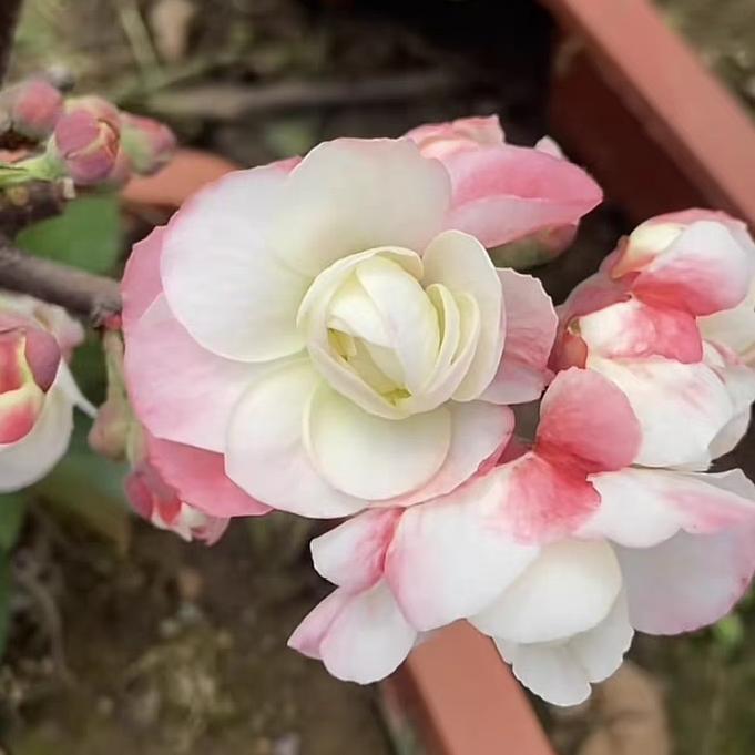 有缘花卉