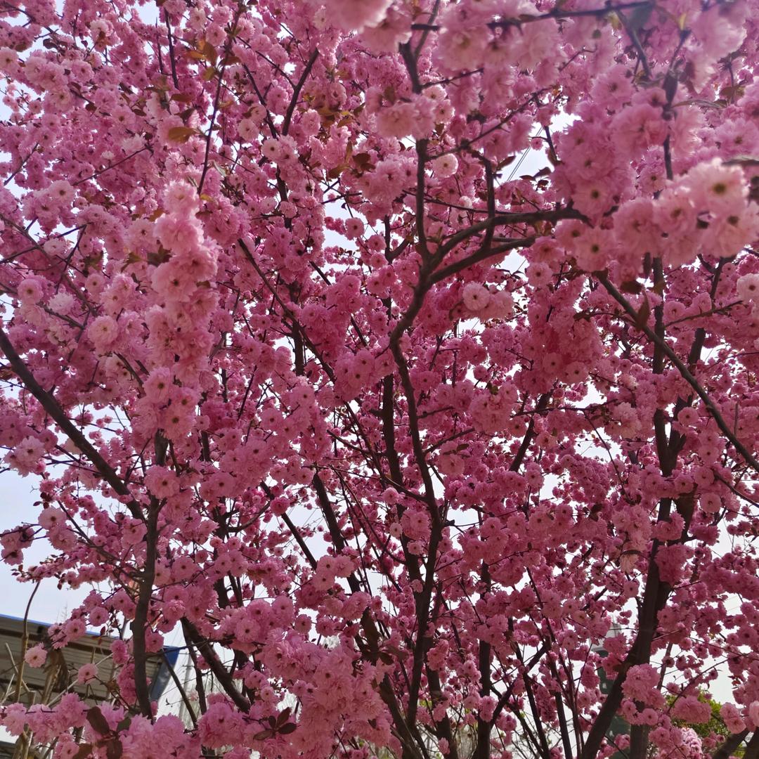 溜溜