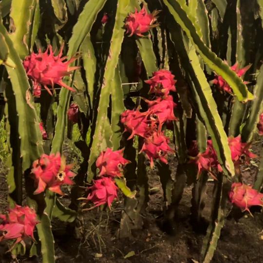 ，，，， 罖亽，