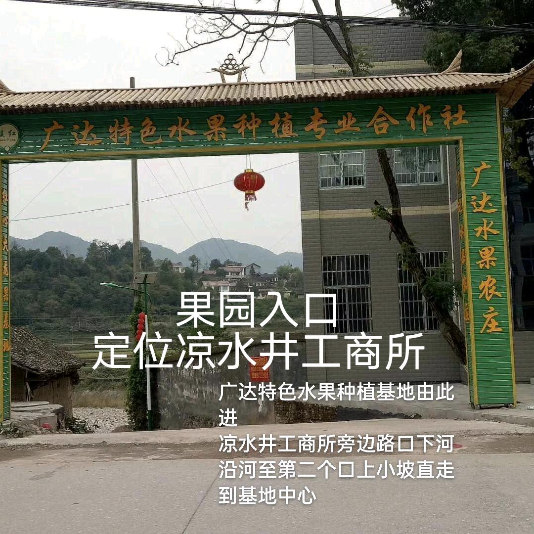 凉水井～媛红生态农业（广达火龙果）