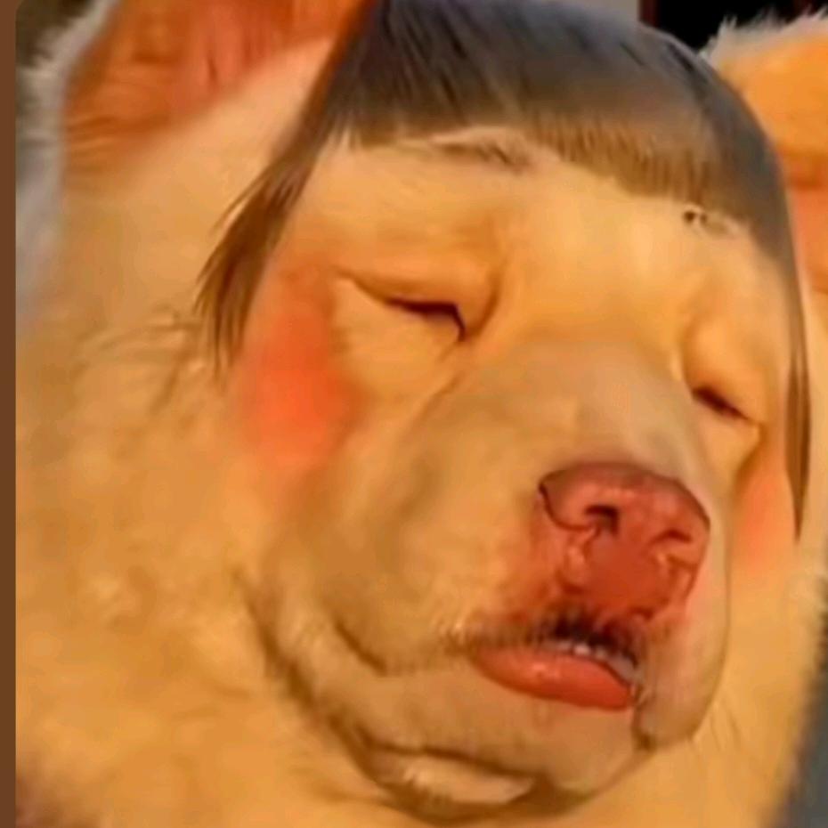 歪比 巴卜