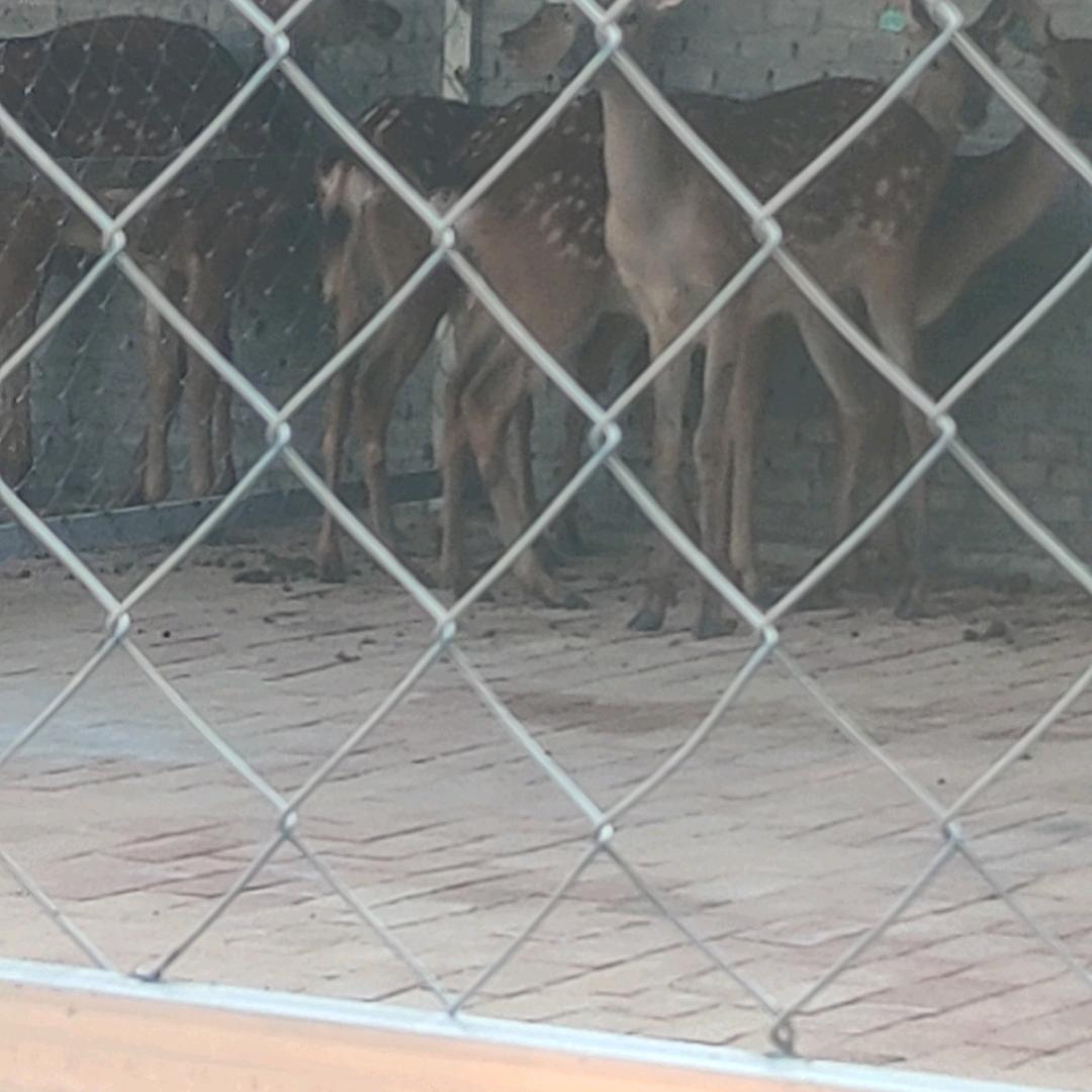 河南南召皇路店镇政发梅花鹿养殖场