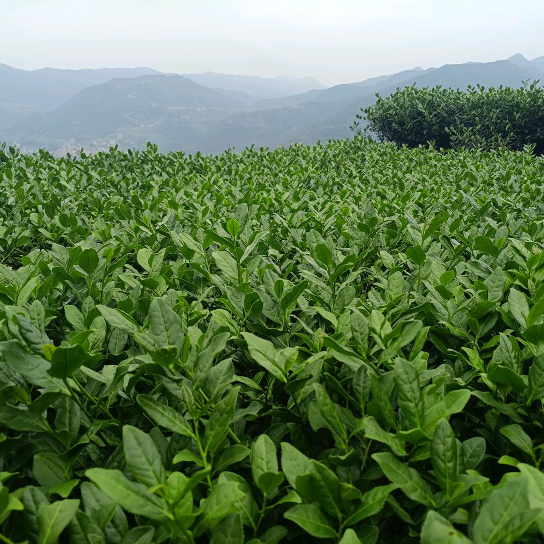 追梦人《阿伟》