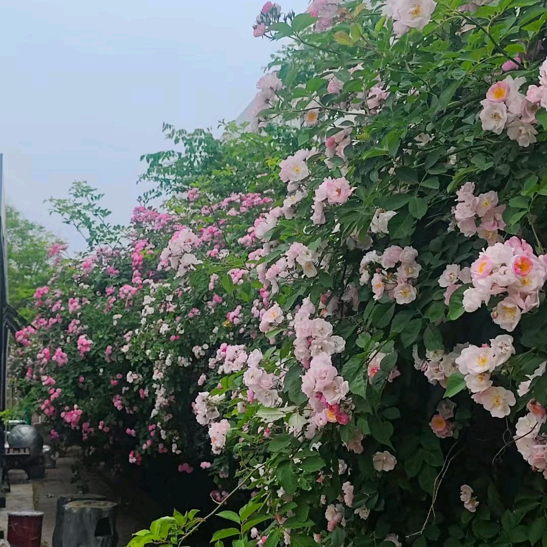 嗳謪倪（外卖版）