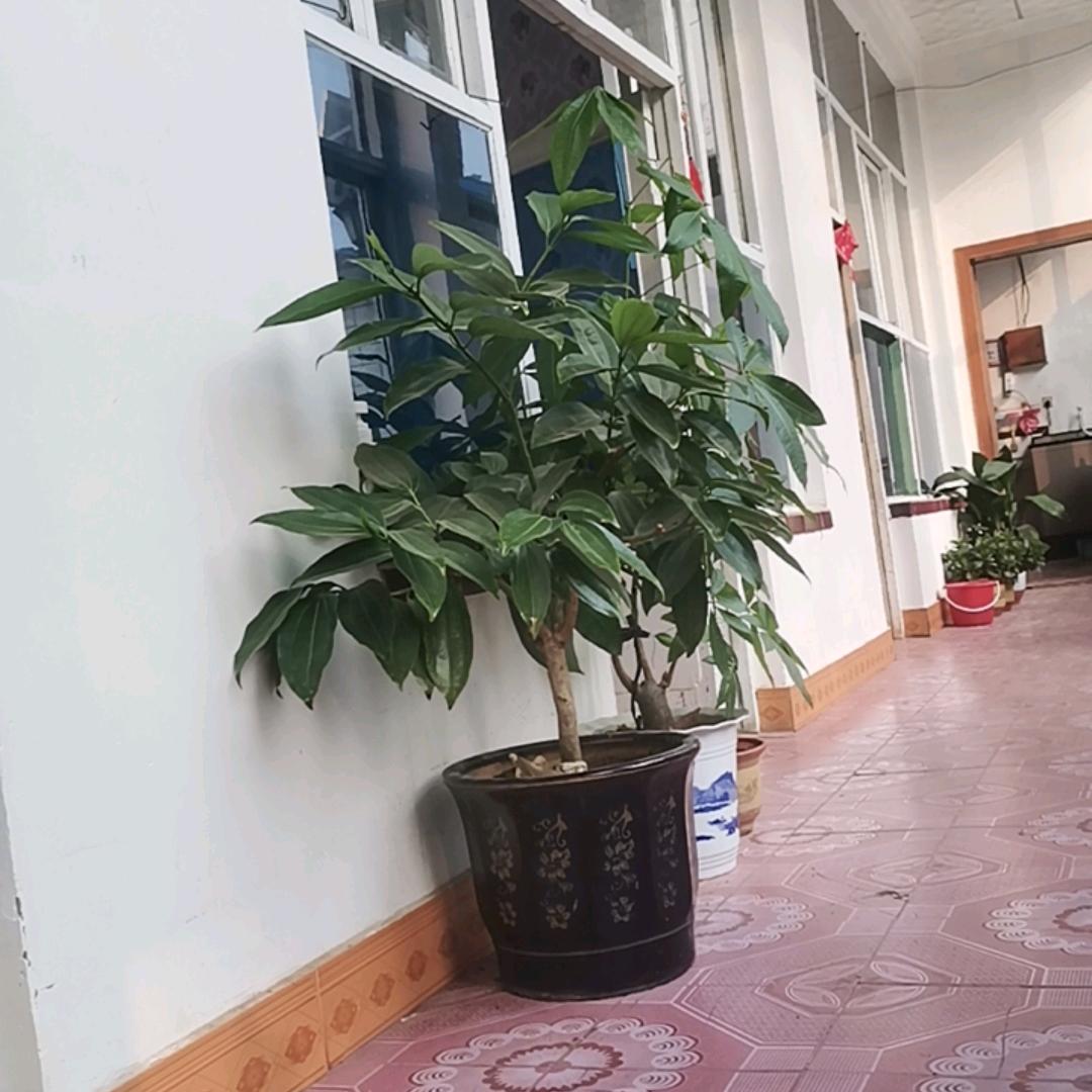 喵了个喵90