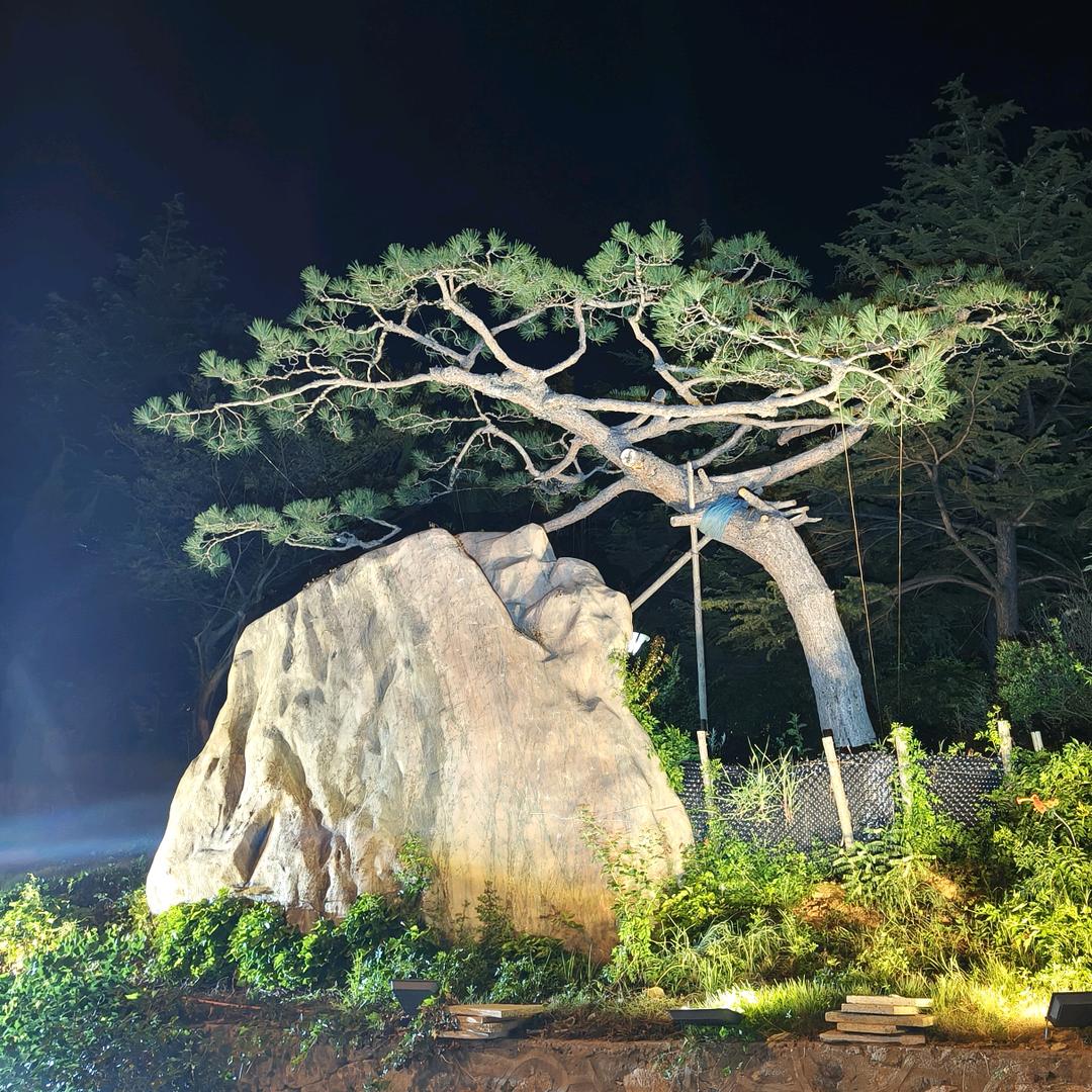 威海林风黑松