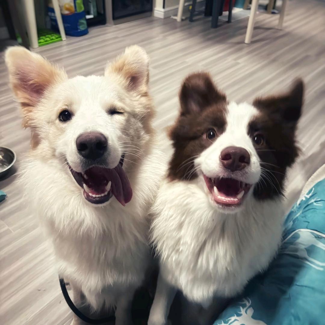 梦到一只小狗🐶