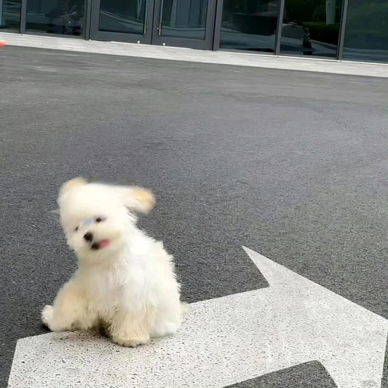 小团,