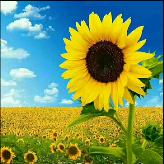 小马土特产归德农贸店