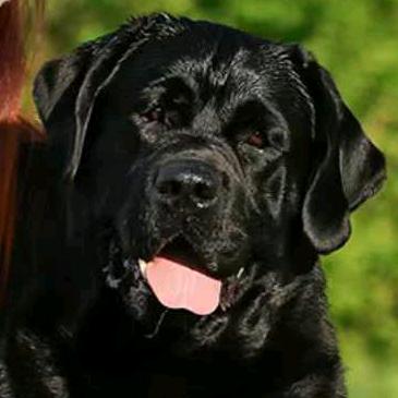 帝豪拉布拉多犬舍