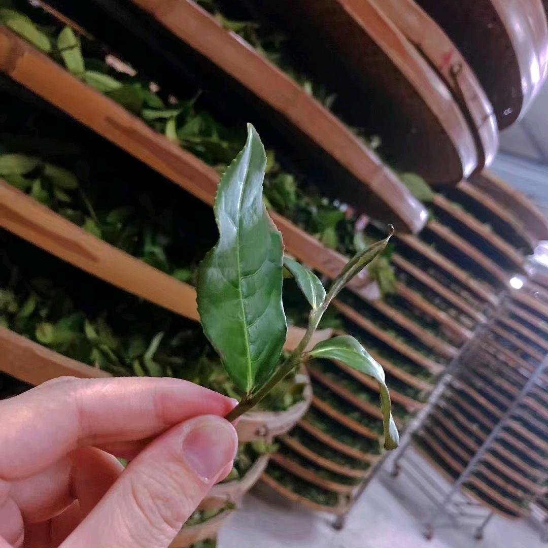 茗山园茶坊