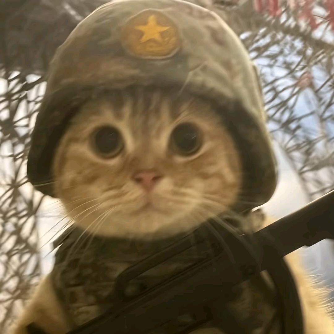 咕噜猫