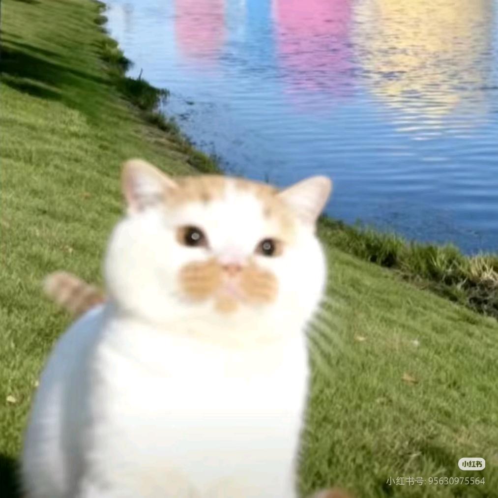 小猫偷老太太拐棍撬地球