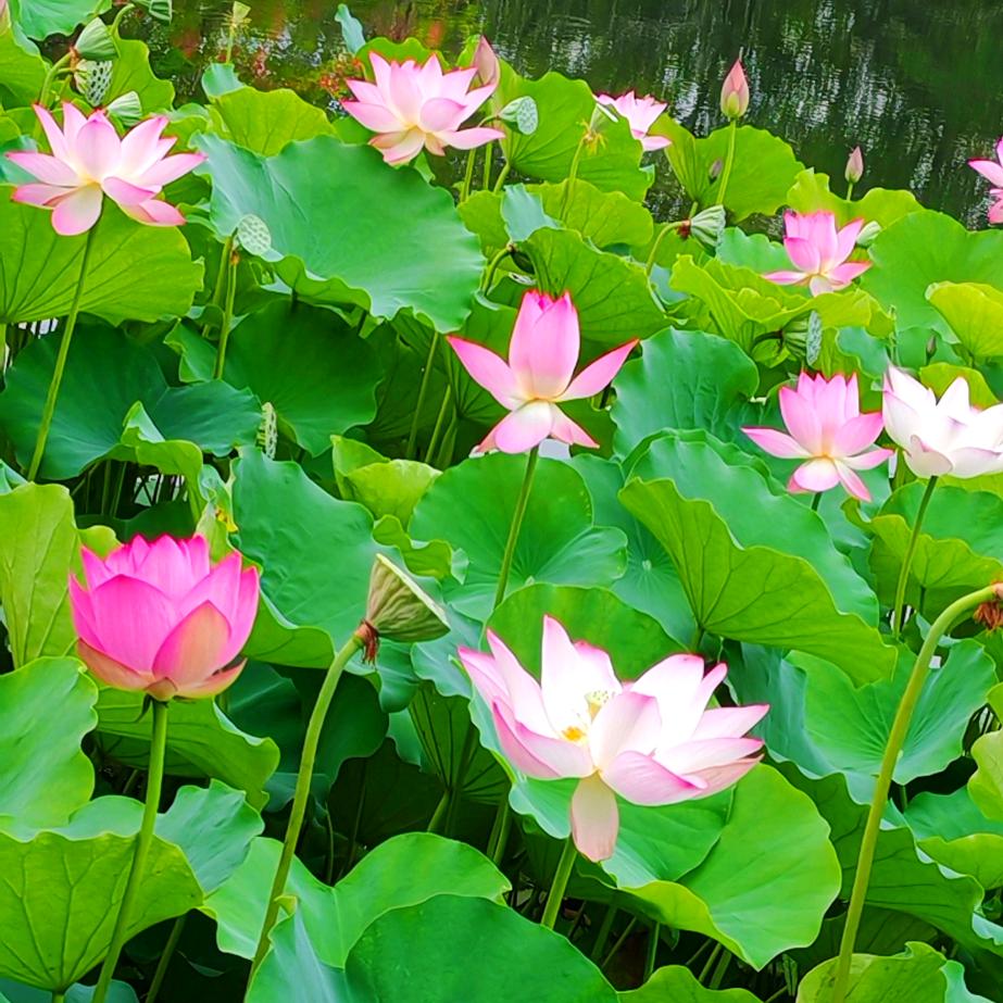 浅笑安然🌸开