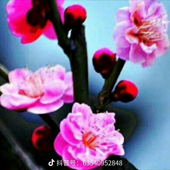 张🌹🌹🌹