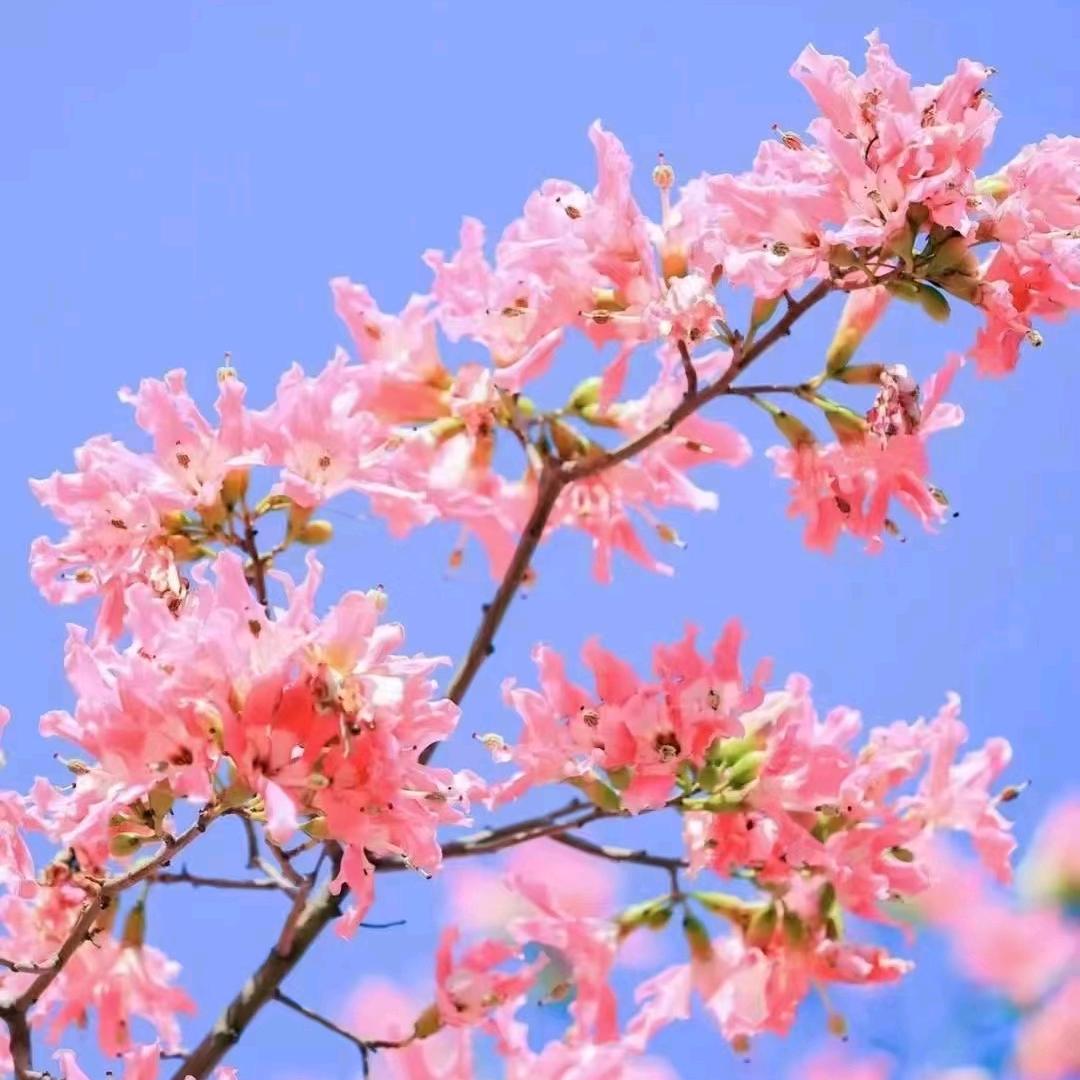 是翠翠哦