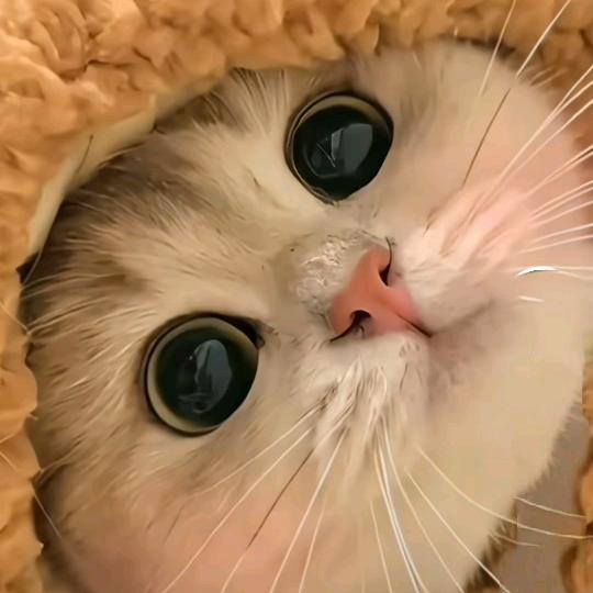 叫我老大₍˄·͈༝·͈˄*₎◞ ̑̑
