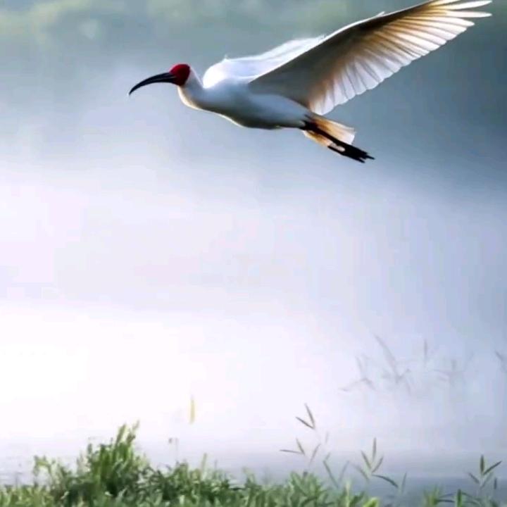 乄小花乄