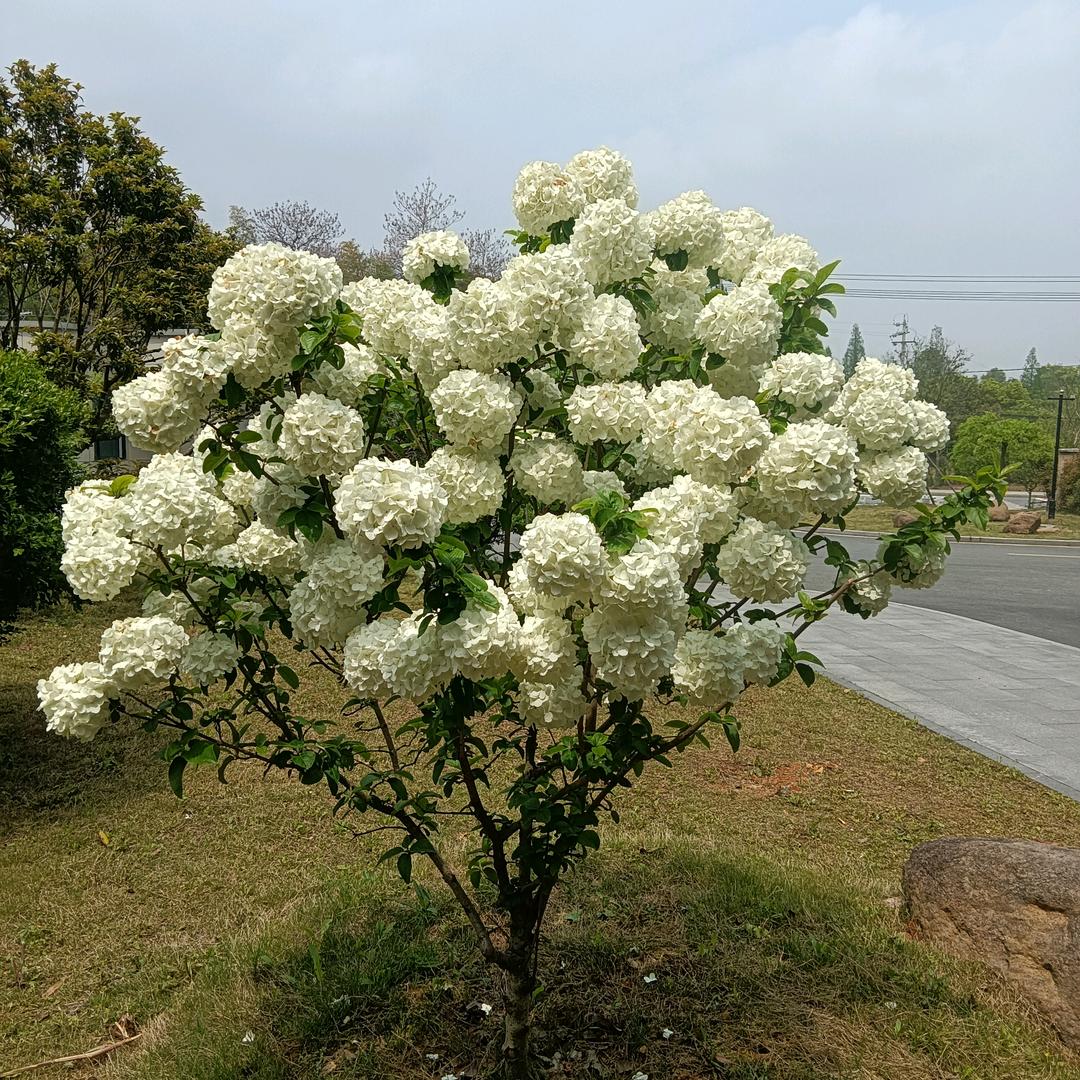 单身小哥