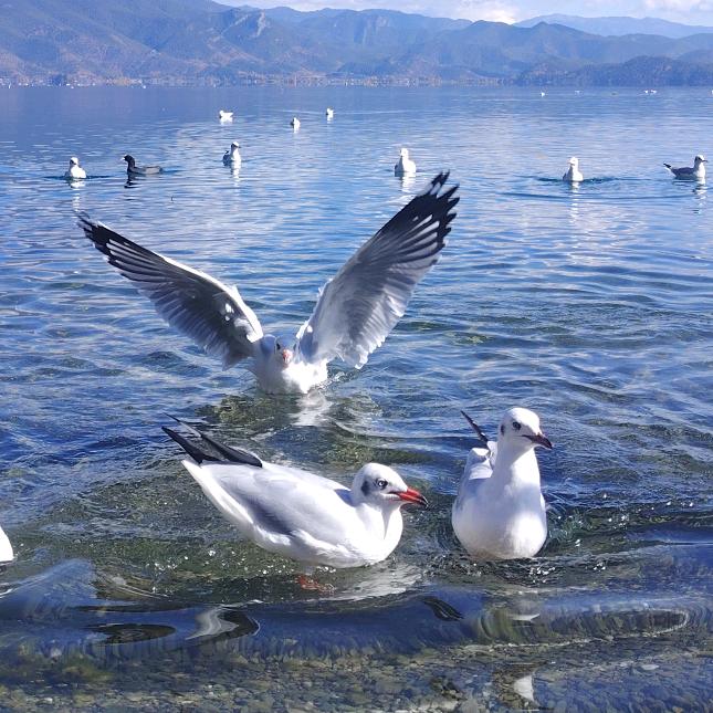 小马孩