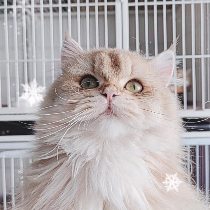 莲姐、宠物猫舎