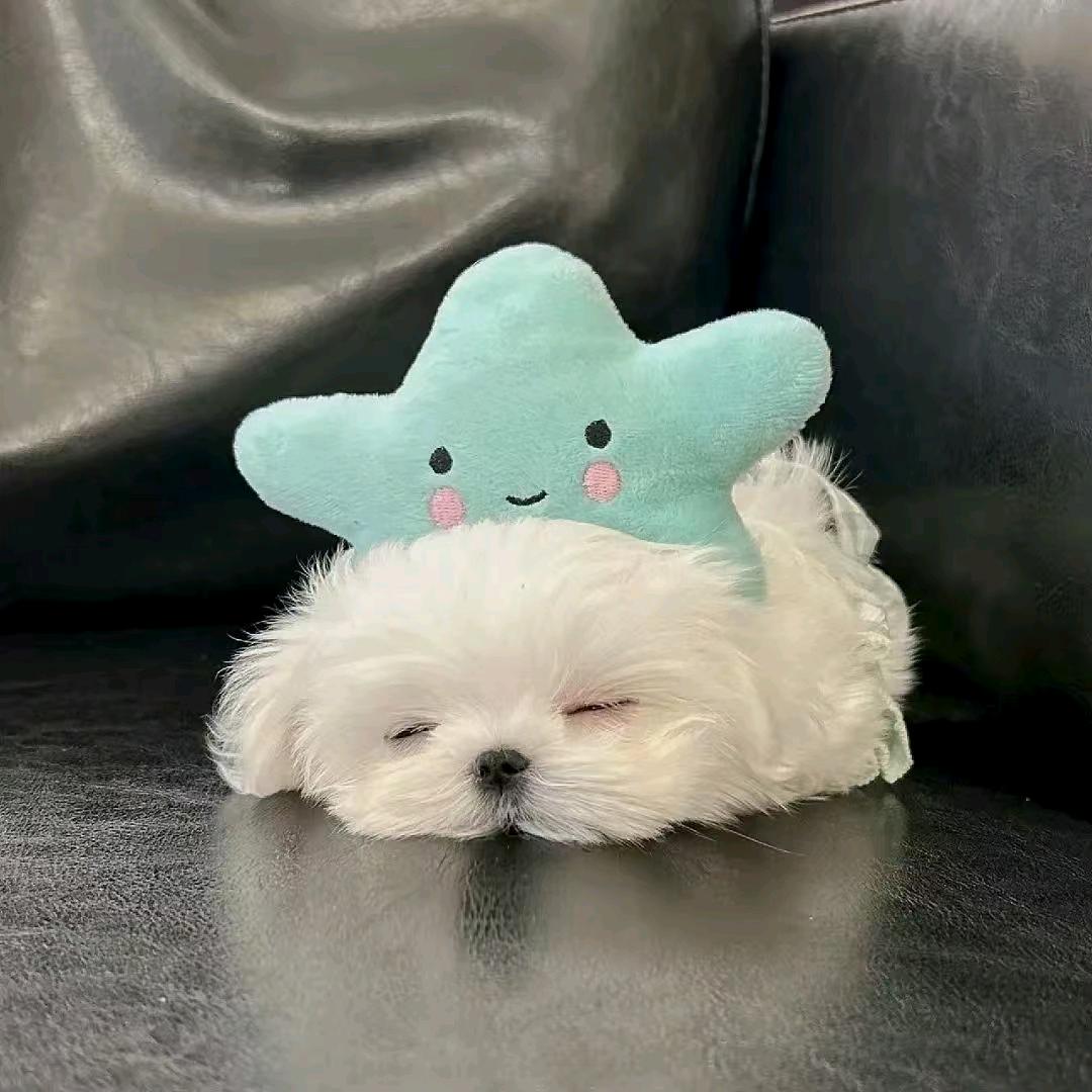 伤心小椰子