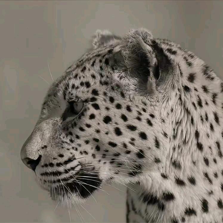 🐆