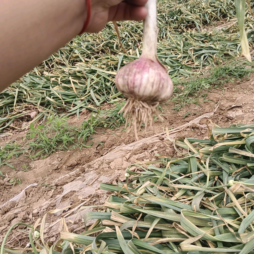 王清山