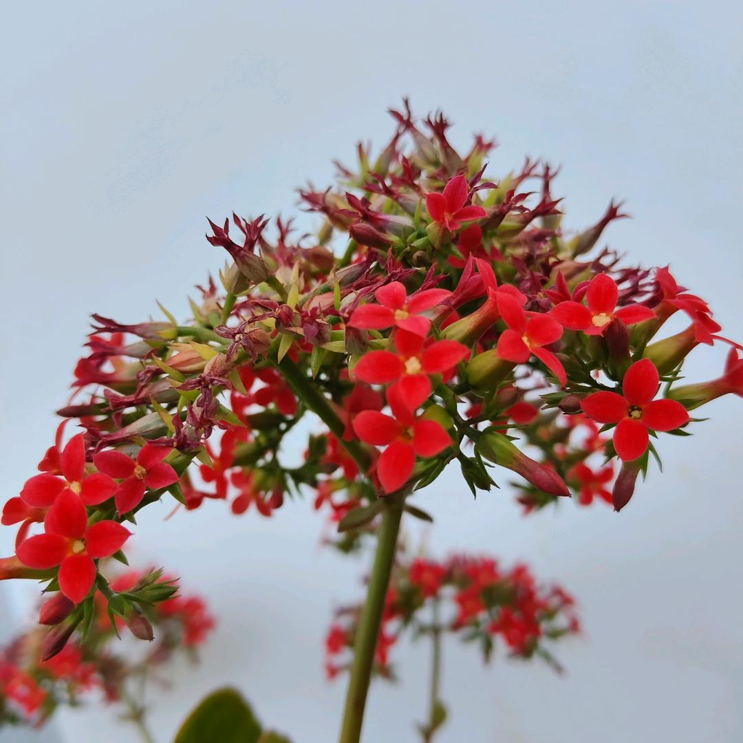 锦上添花～
