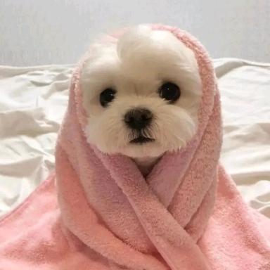 摸黑拉屎拉出坑