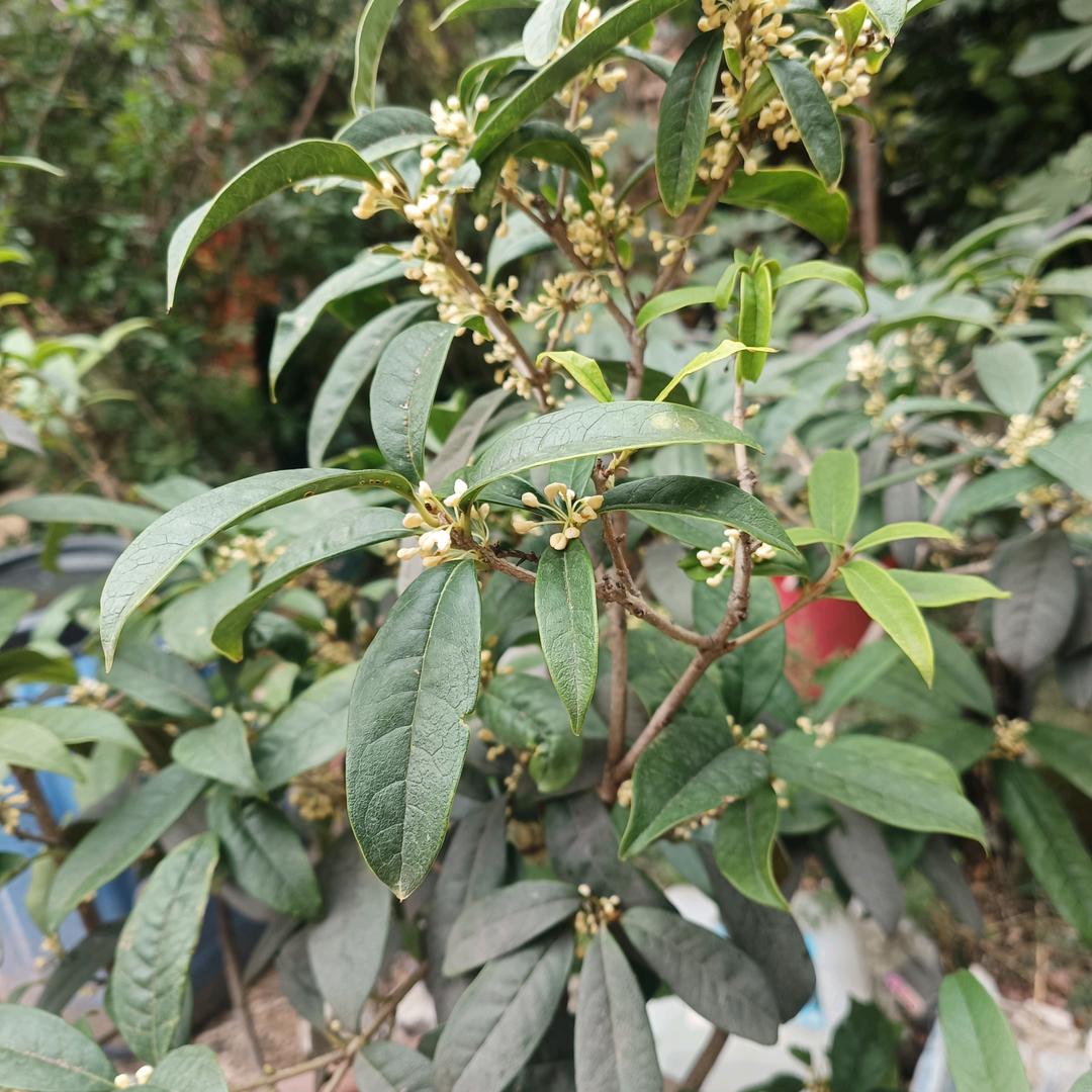 🌹🌹🌹平🌹🌹🌹