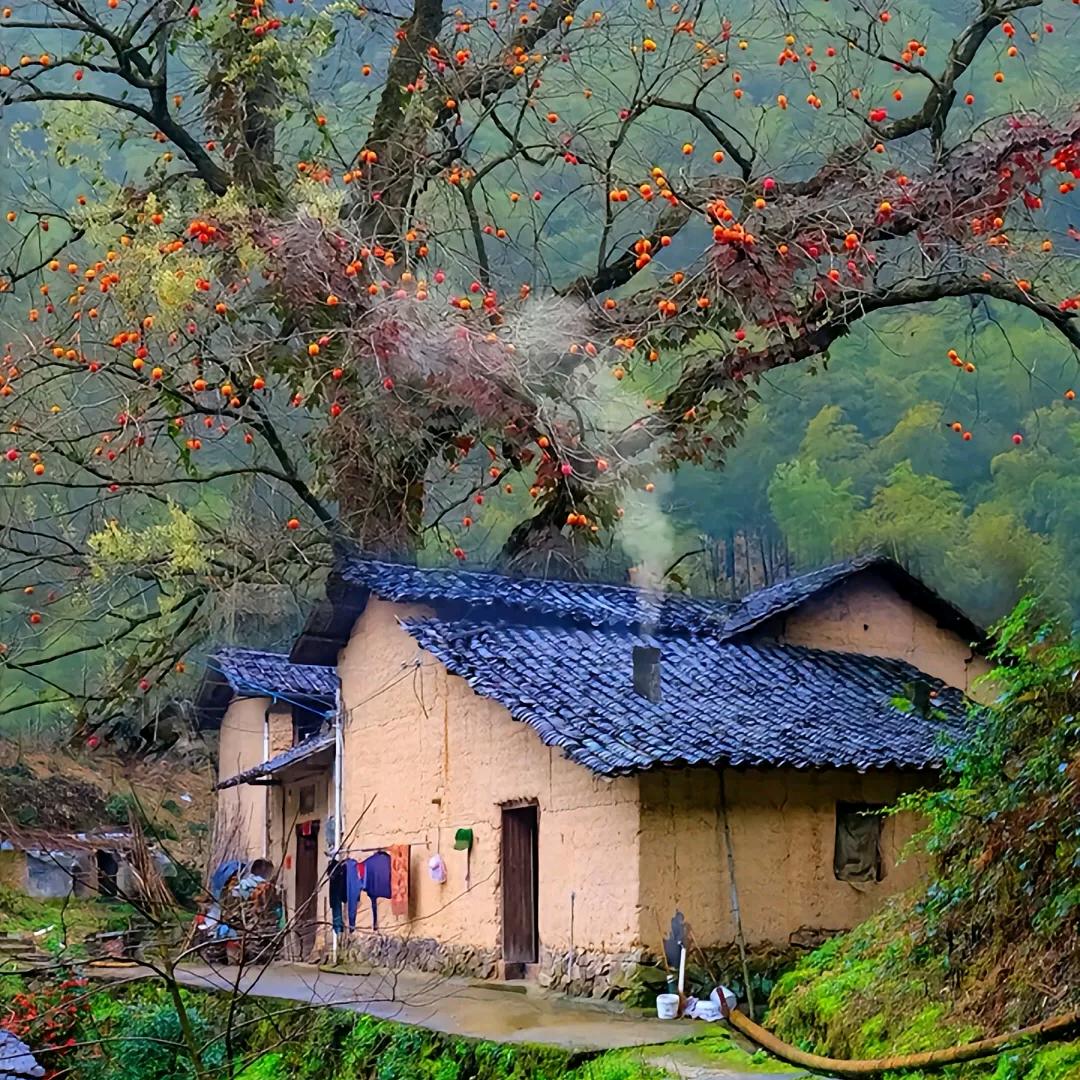 乡村惠姨