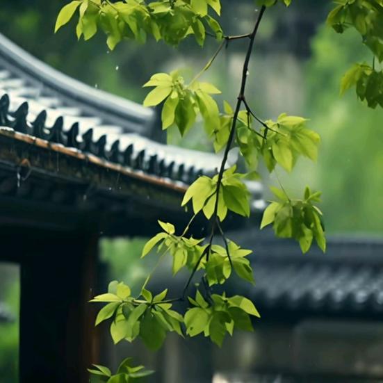 小雨滴滴滴