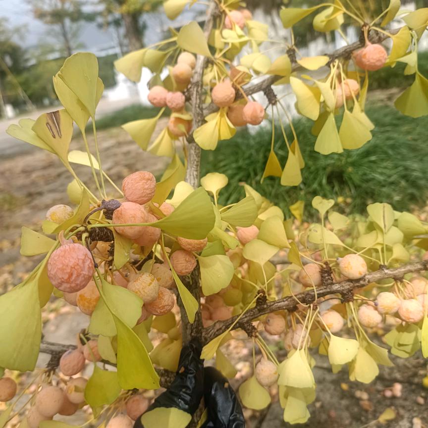 嘟嘟两宝《拒绝私聊》