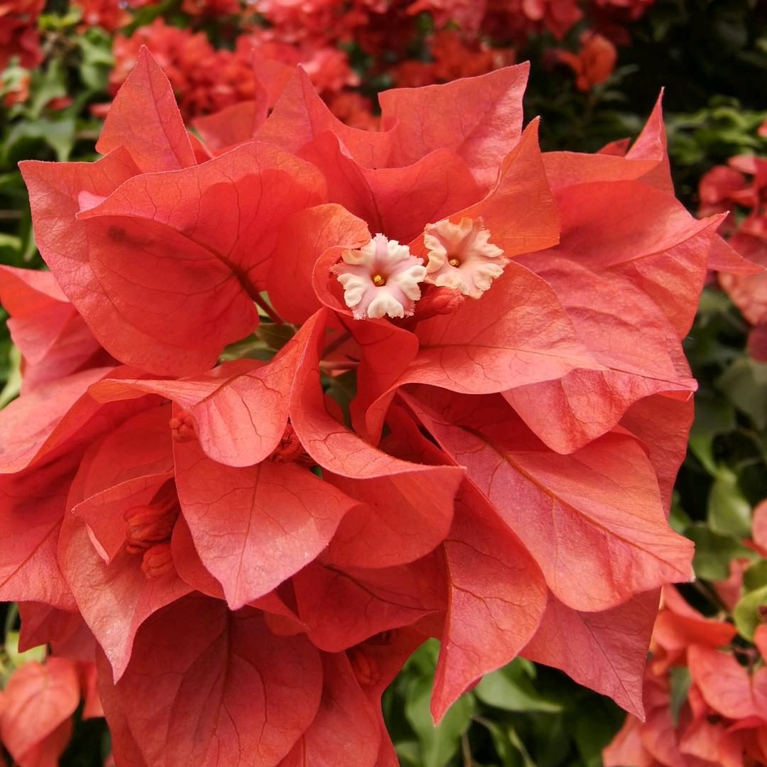 相信自己🌹